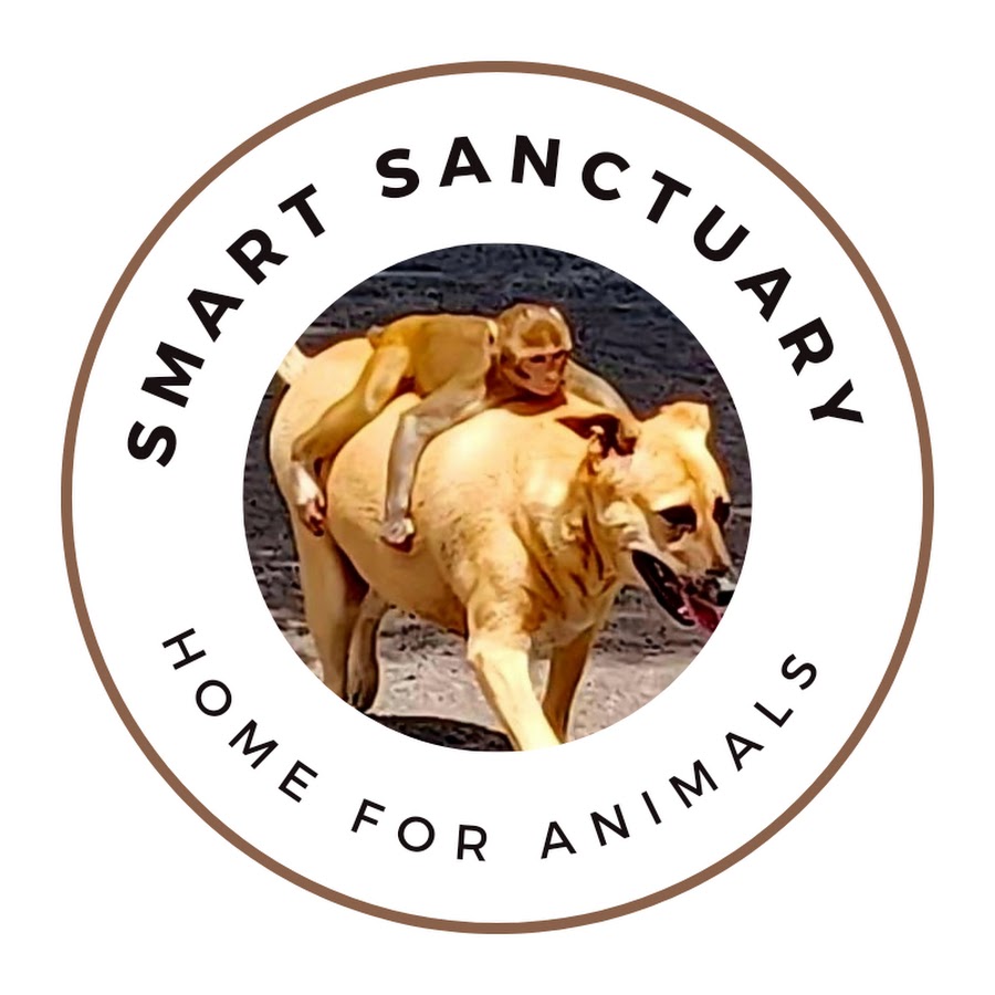 SMART Sanctuary - YouTube