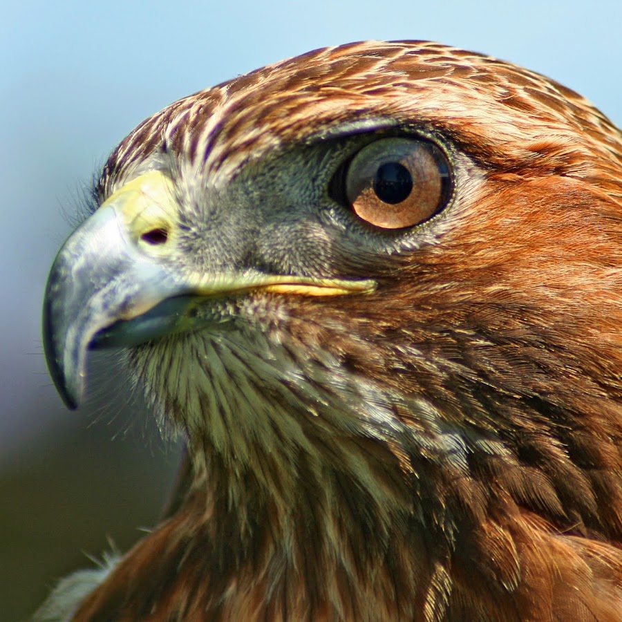 NightHawk 101 YouTube