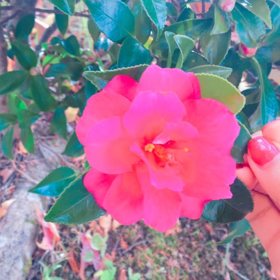 camelia sweet YouTube
