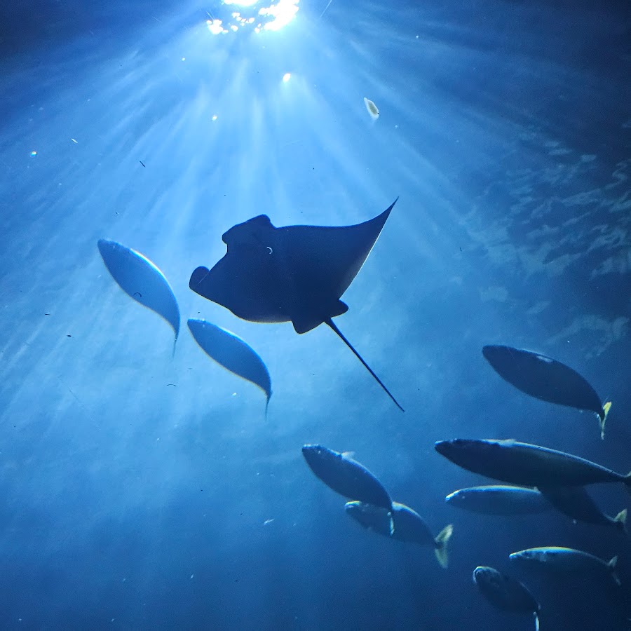 Схема глаз человека паука. Человек паук эмблема спереди. Эмблема паука на костюме человека паука. Логотип человека паука паутина. Паук паутина логотип.