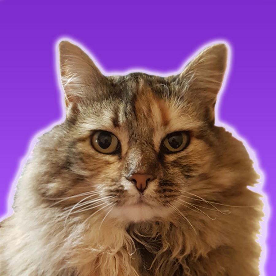 Alaskan Cats 
