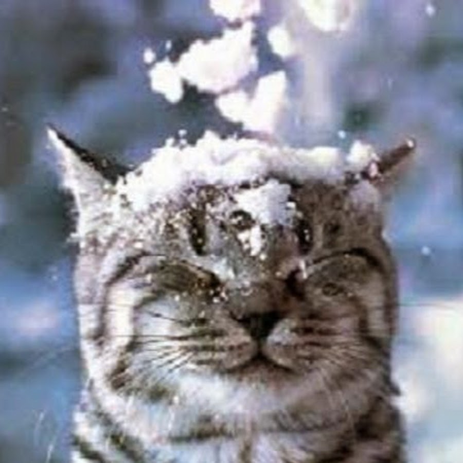 Cats on Cocaine 
