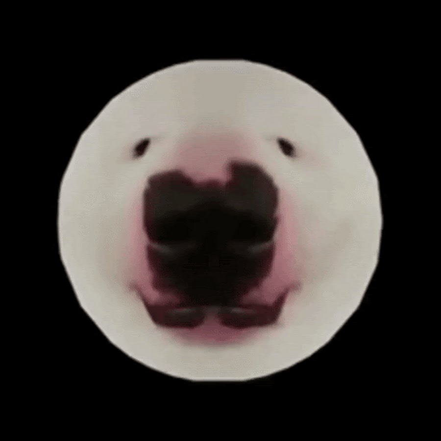 scout-is-the-single-most-composed-dog-on-the-planet (9) Funny dog pictures, Diy 