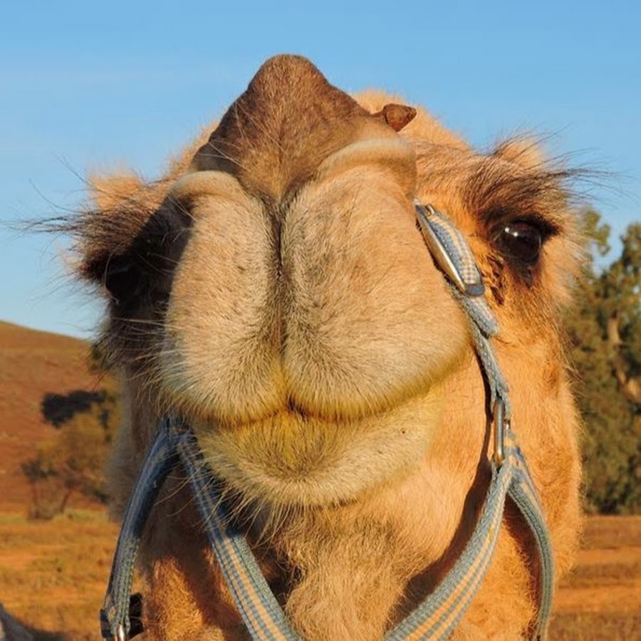 Camel Treks Australia - YouTube