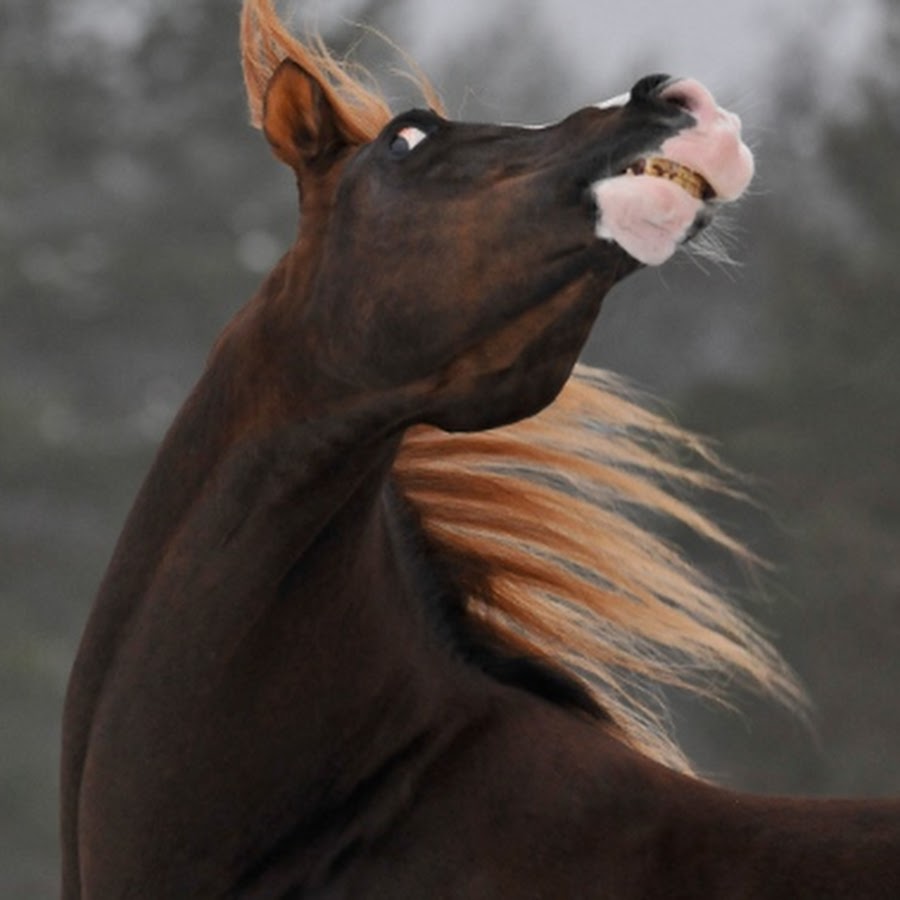 Лошади вытянувшие черные головы и согнувшиеся. Арабский жеребец Аль Хиляли. Эль Рей Магнум лошадь. Лошадь задрала голову. Лошадь с поднятой головой.