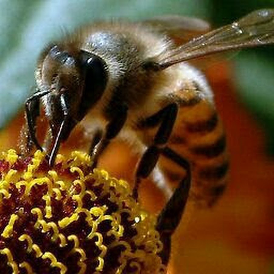 Роевые пчелы. Пчелиный Рой. Пчелы роятся. Молодые пчелы. Рой пчел фото.