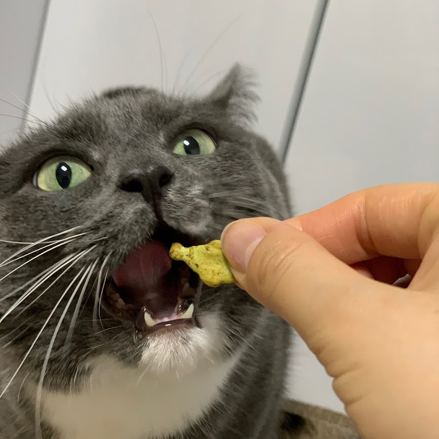 Casey with eight paws(Funny cat channel) - YouTube