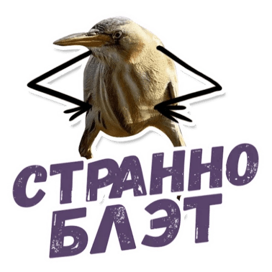 Тэк блэт птица. Так блэт мем. Так блэт. Птица так блэт. Так блэт.