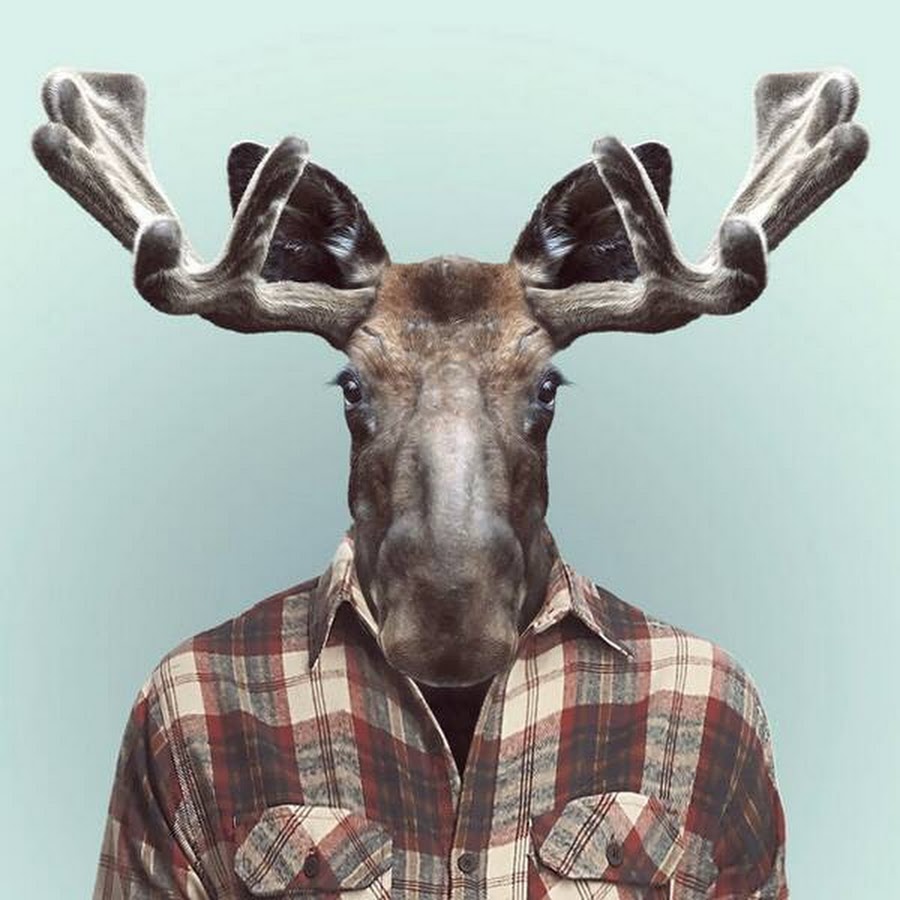 Лось мем. Зоопортреты Timur. Лицо лося. Голова животного. Животные в человеческой одежде