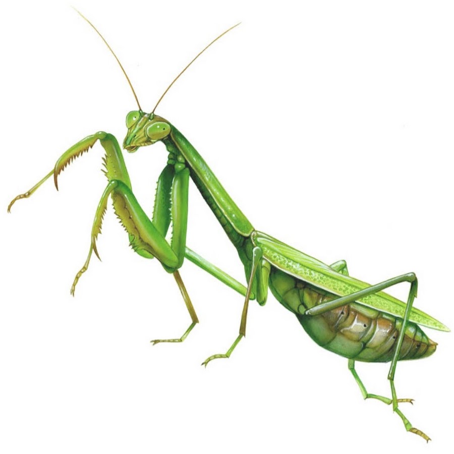 Рисунок богомола для детей