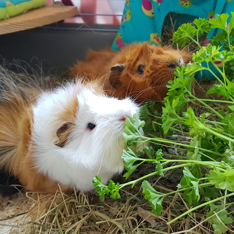 dutch-guinea-pigs-youtube