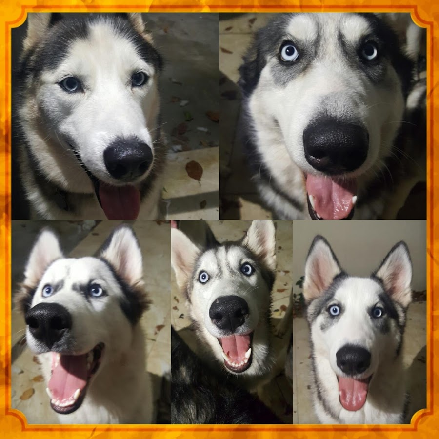 Husky Family YouTube