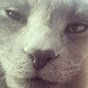 Alax and His Cat imagen de perfil