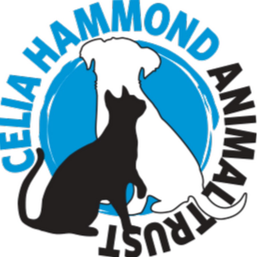 Celia Hammond Animal Trust YouTube