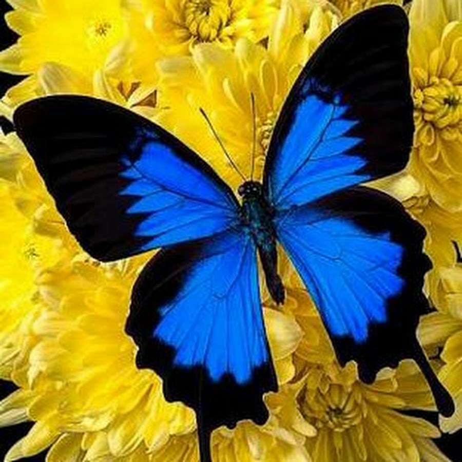 BUTTERFLY CHANNEL YouTube