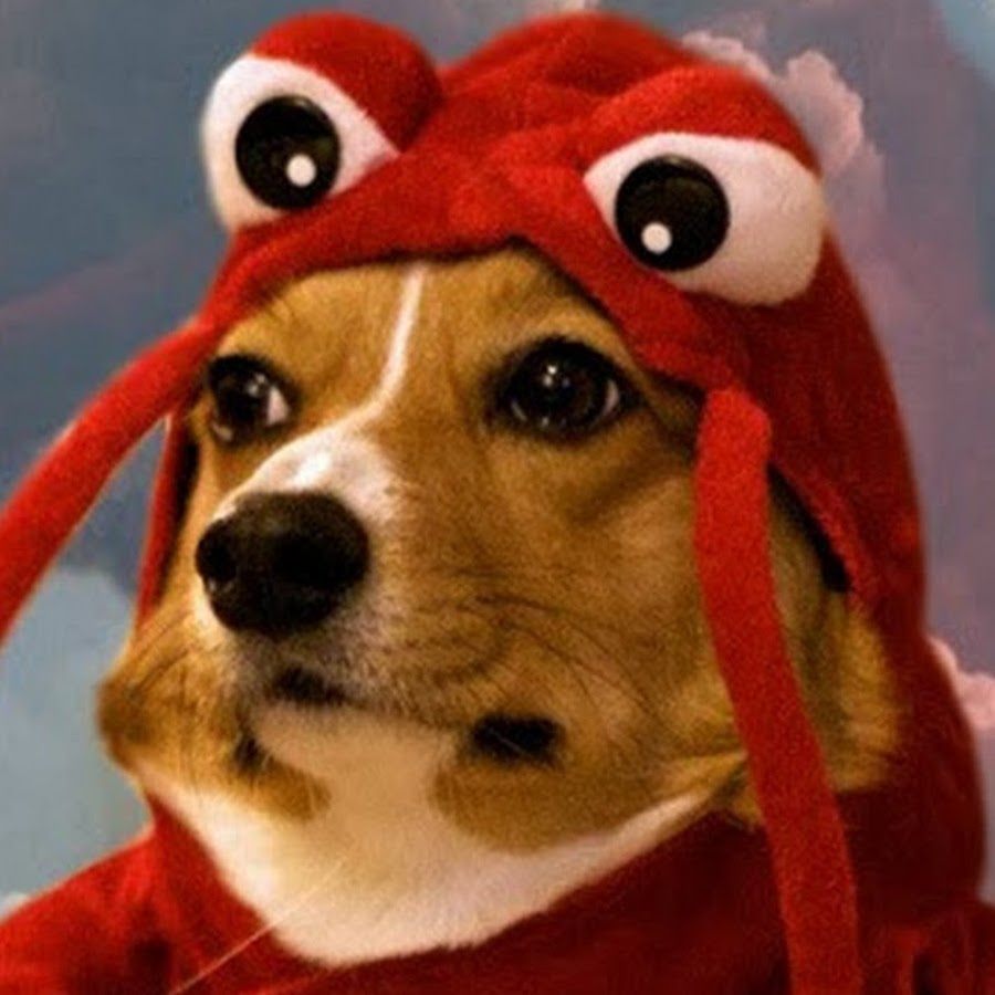 Lobster Dog YouTube