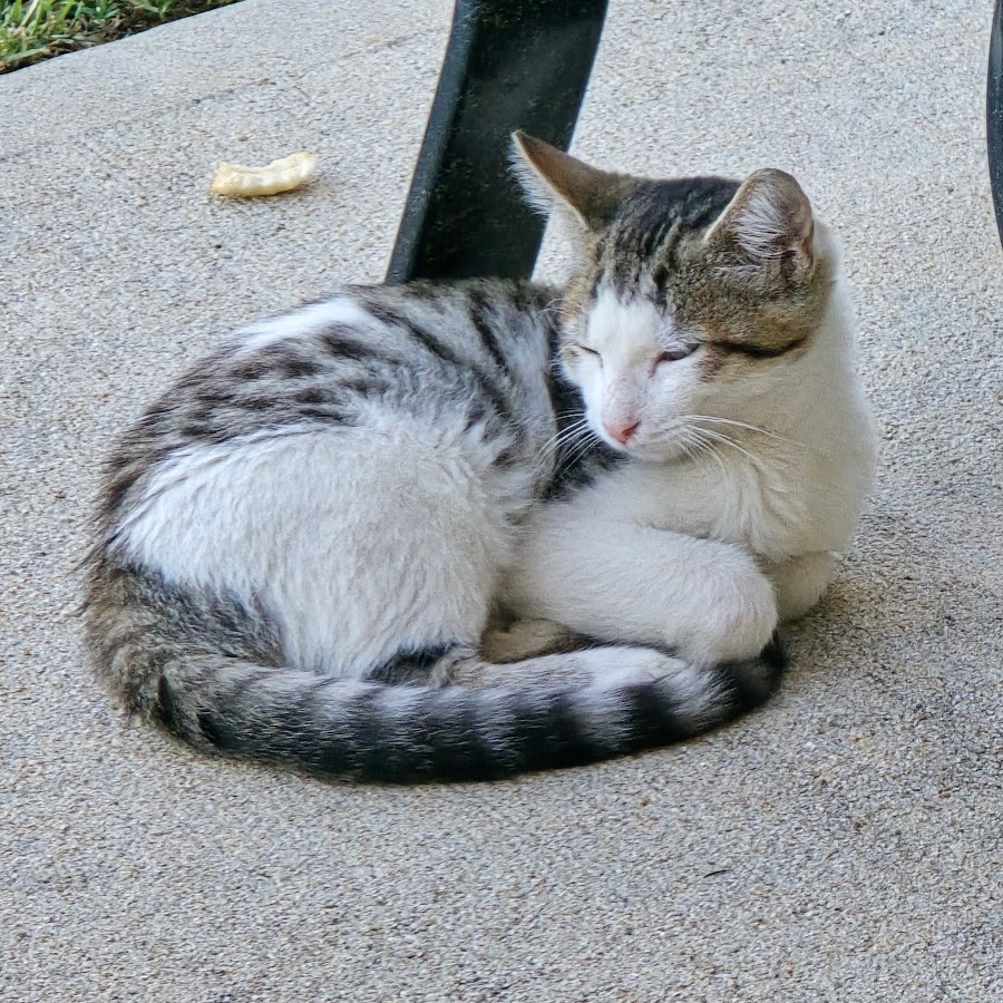 Anime Kitten - YouTube