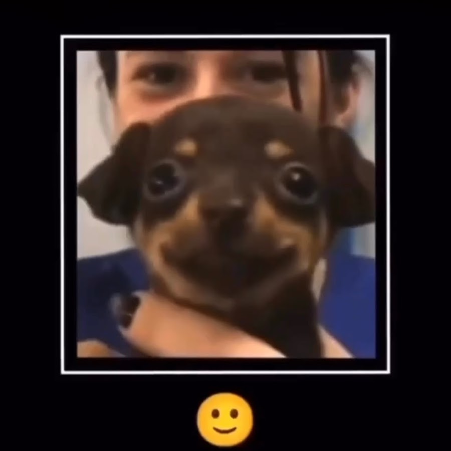 Shifu on android - YouTube