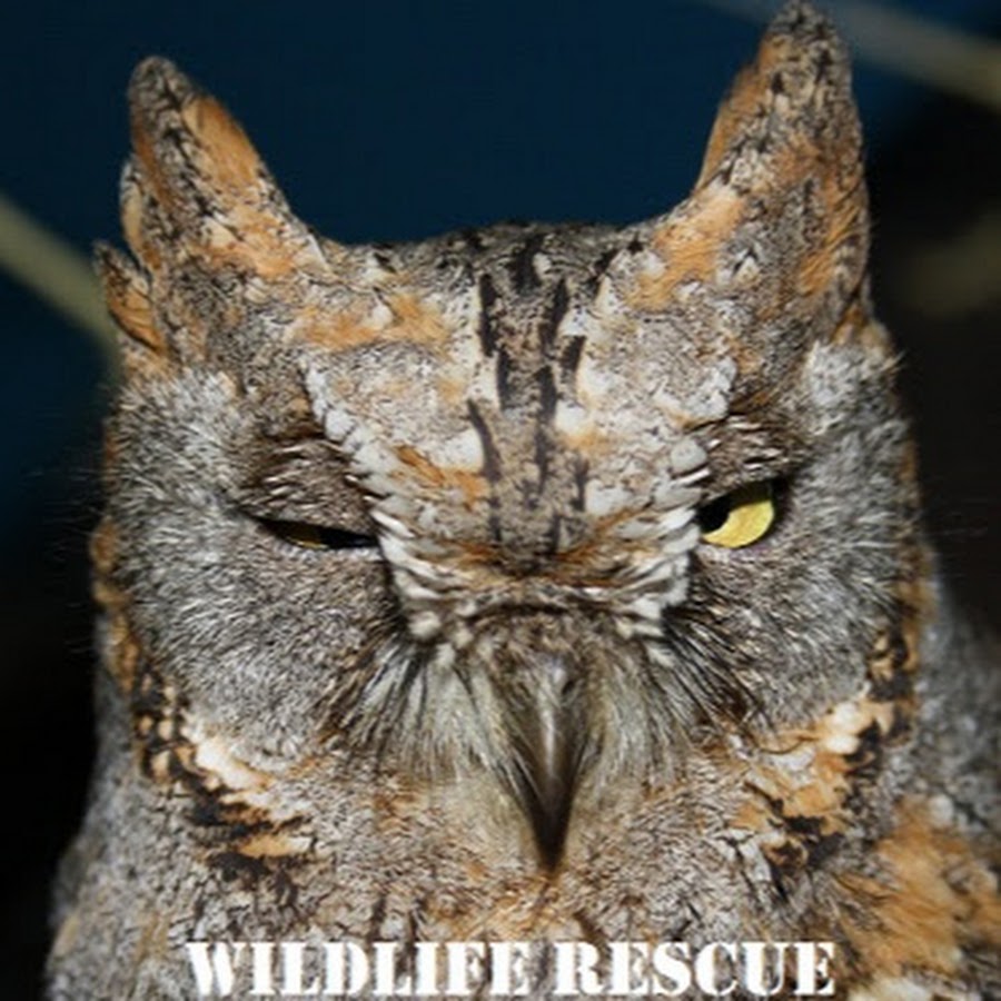 Wildlife Rescue - YouTube