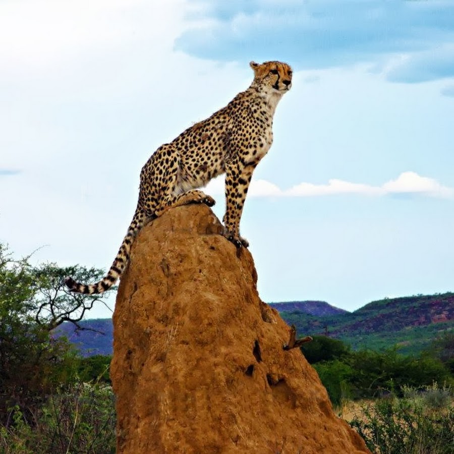 African Safaris YouTube