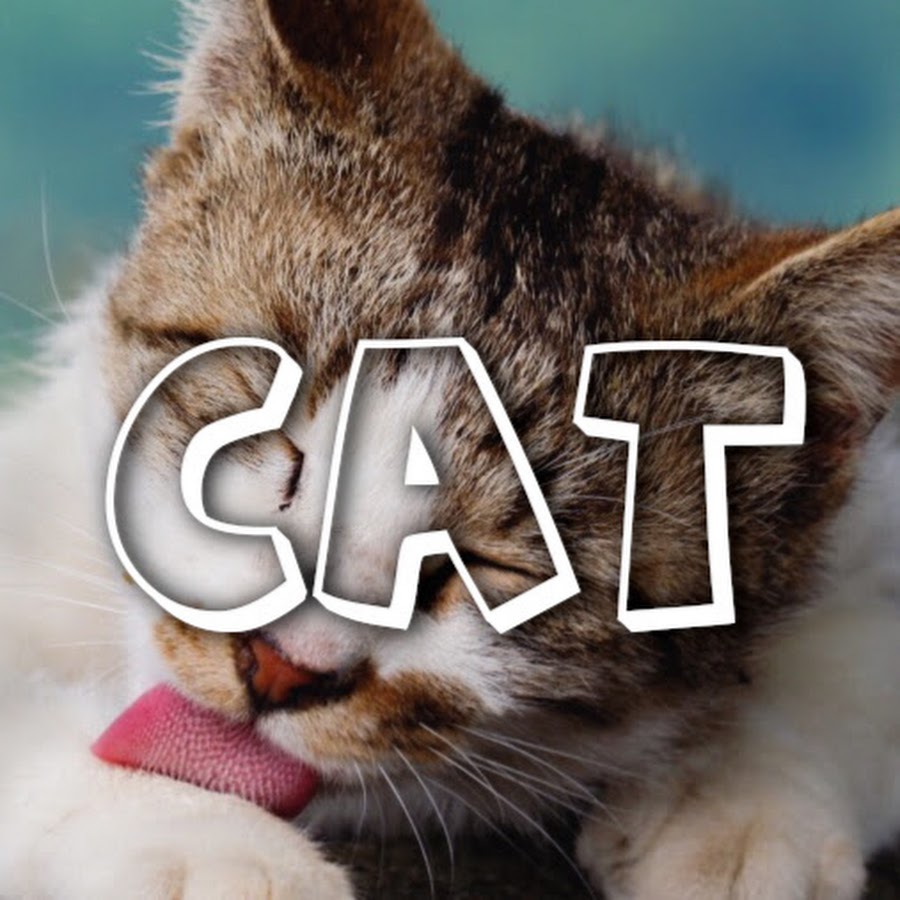 cat's channel YouTube