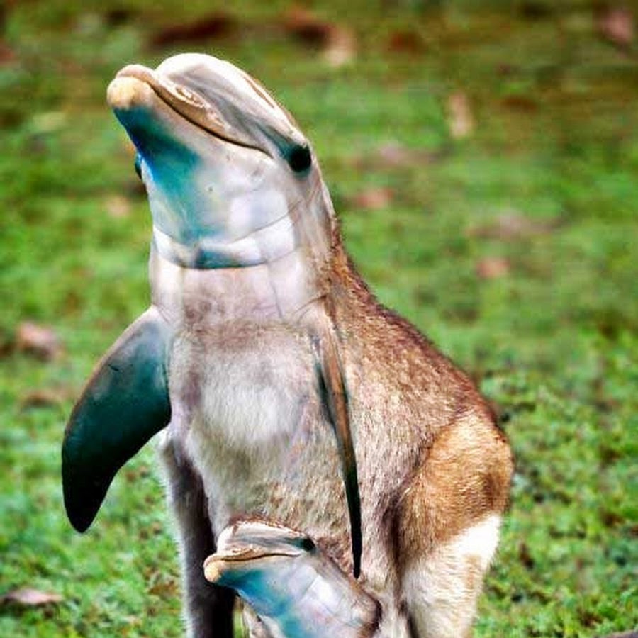 Зеброид гибрид. Скрещенные животные. Как выглядит гибрид. Порода лошади зеброид. Гибриды животных.