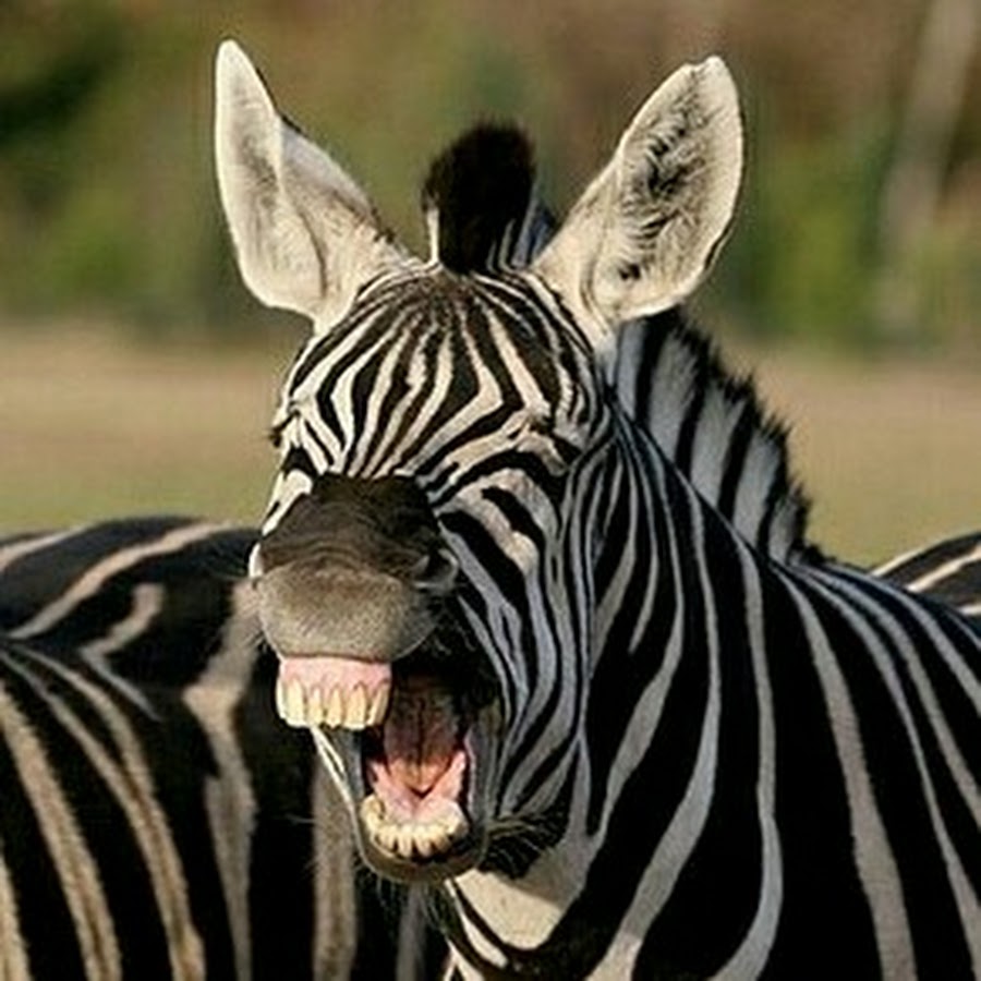 Зебра какой звук. Злая Зебра. Страшная Зебра. Зебра смеется. Улыбка зебры.
