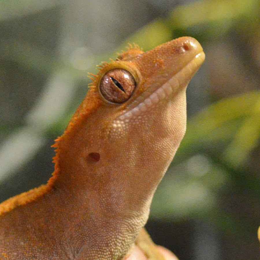 новокаледонский реснитчатый бананоед. реснитчатый геккон бананоед. ушастый геккон бананоед. геккон бананоед. ящерица реснитчатый бананоед.