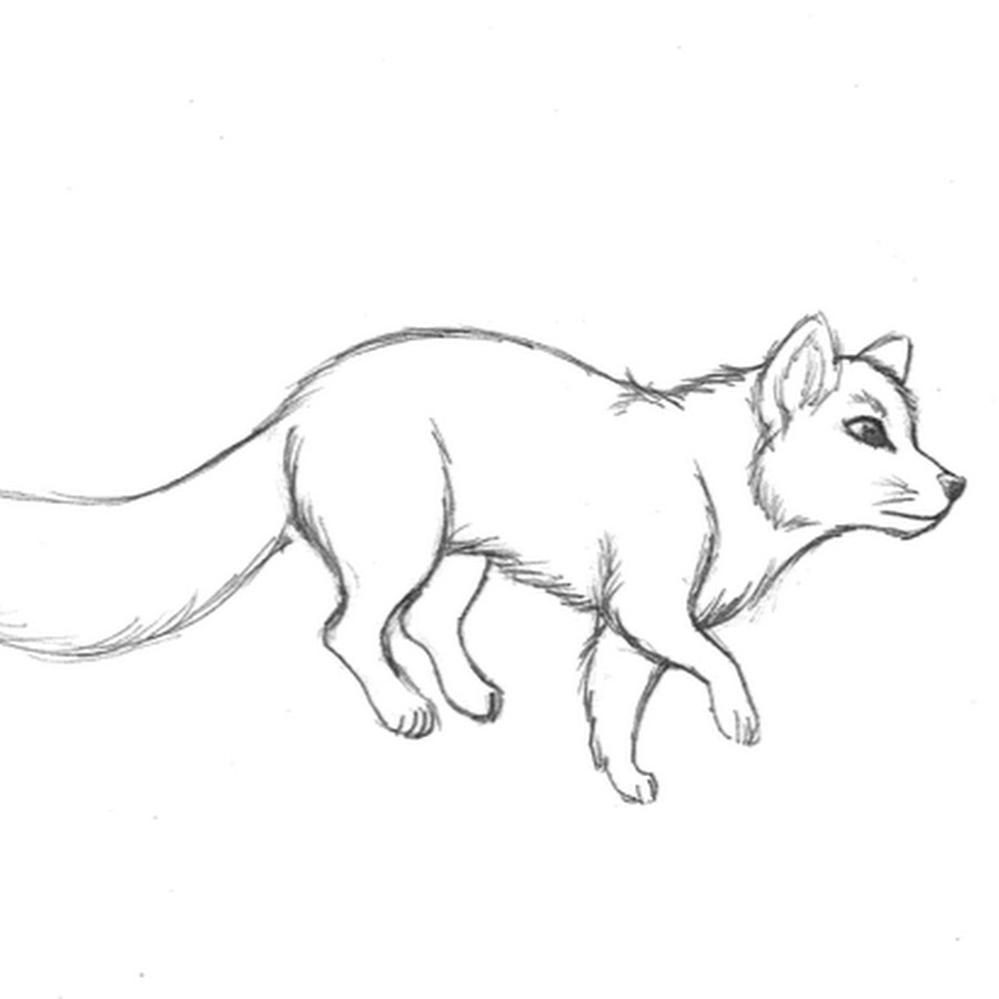 Песец схема. Песец рисунок. Песец карандашом. Песец рисунок для срисовки. Песец раскраска.