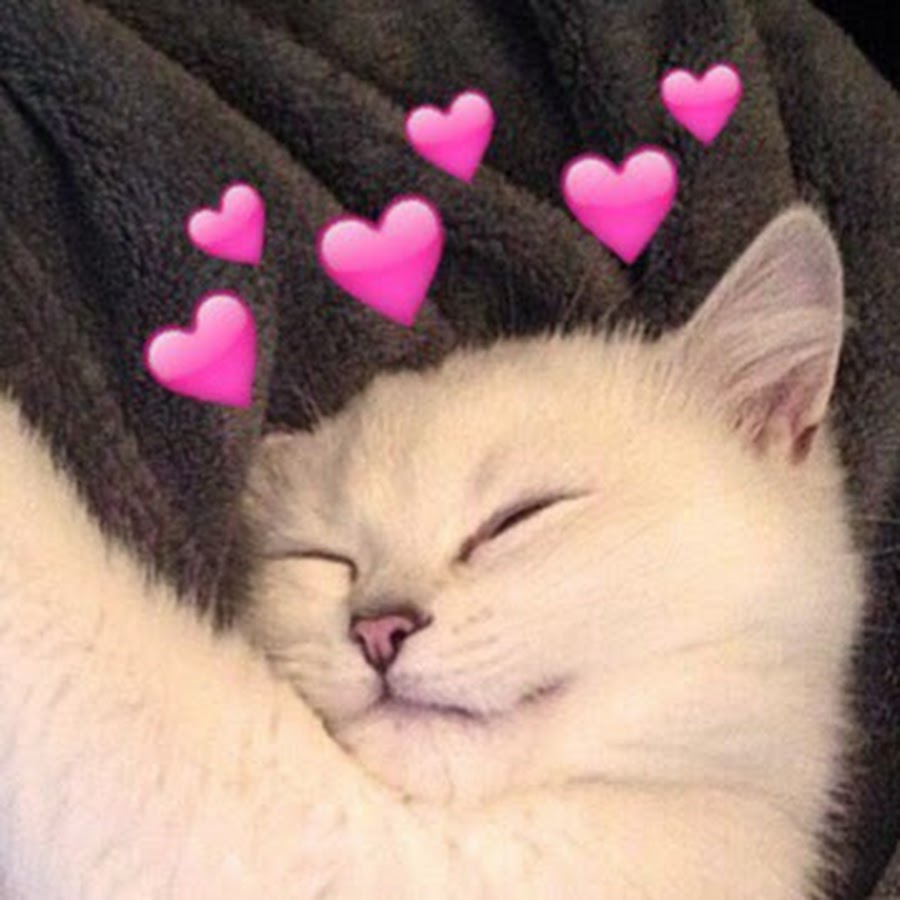 ❤ ️° Пикчи ° ✨ Cute love memes, Cat mem, Cute memes