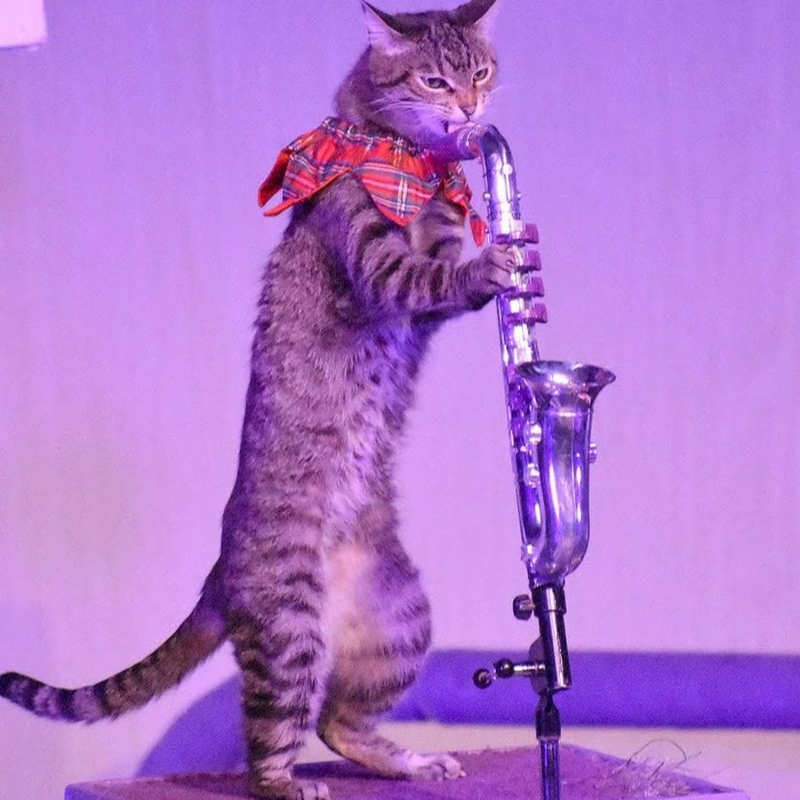 Кошачий блюз. Мартовские котики. William richard "bill" frisell. Кошачий блюз. Шутки про блюз.