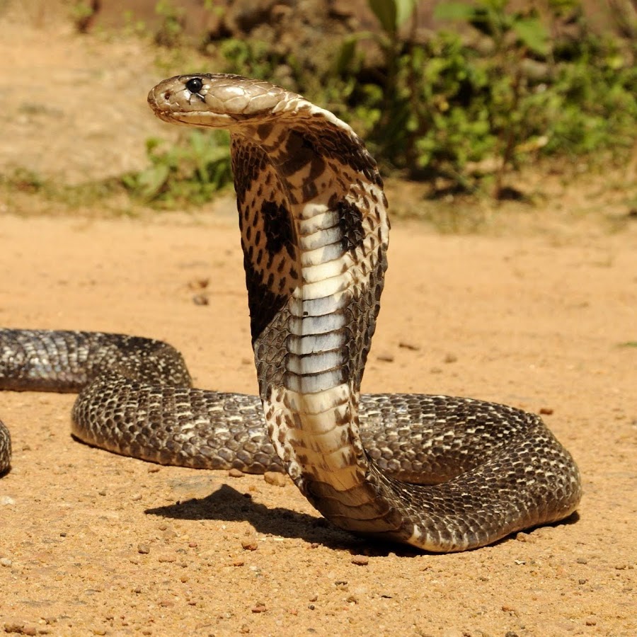змея 5 букв первая. египетский аспид змея. гадюка гремучая змея. Ahaetulla prasina. красноголовый крайт змея.
