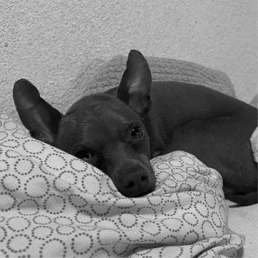 Sumomo momomo - YouTube