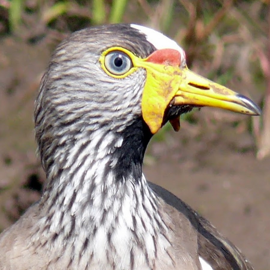 Birdfun 
