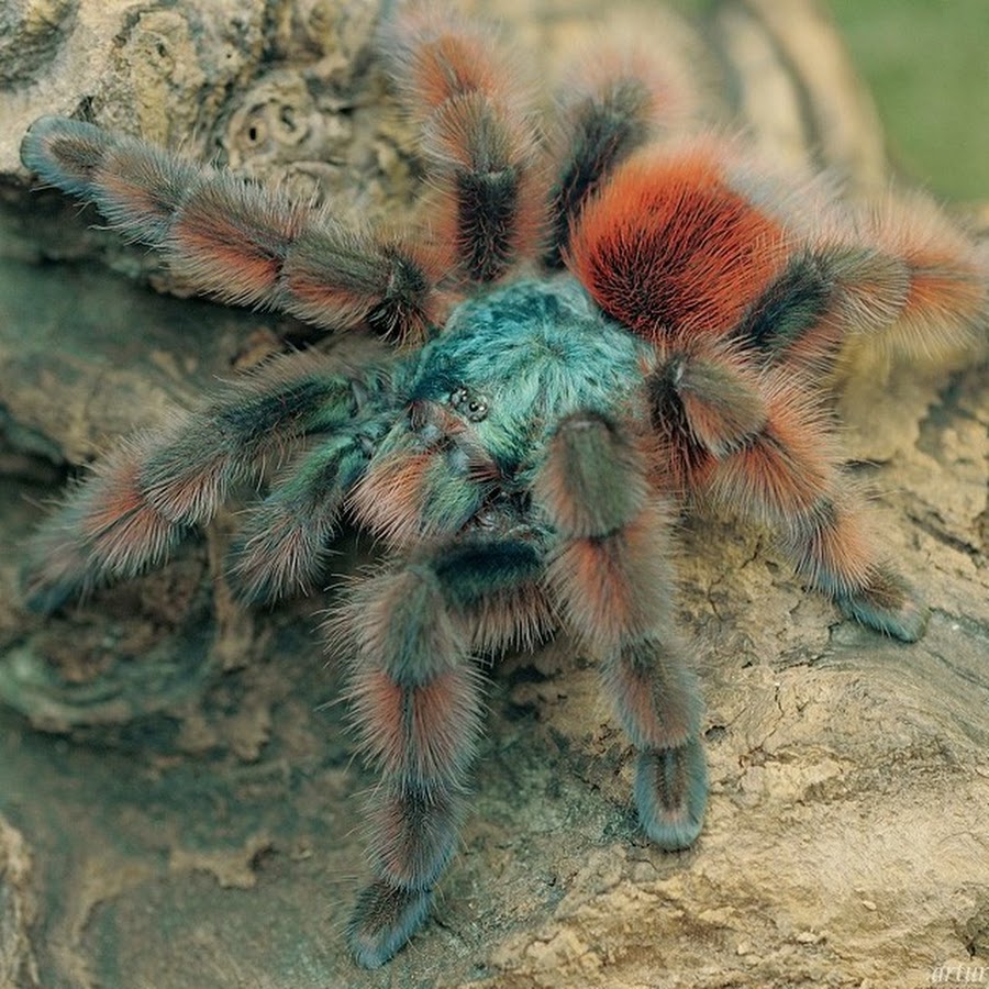 Паук птицеед фото. Avicularia versicolor. Авикулярия версиколор. Avicularia versicolor (Авикулярия версиколор). Паук птицеед Avicularia.