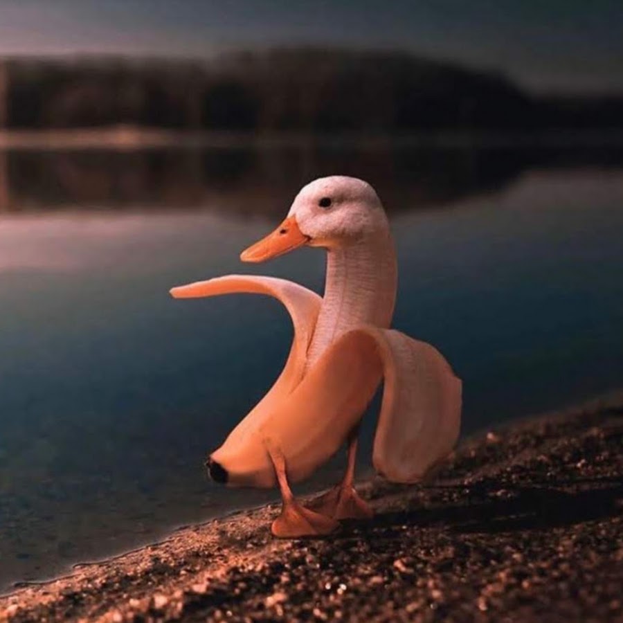 banana duck YouTube