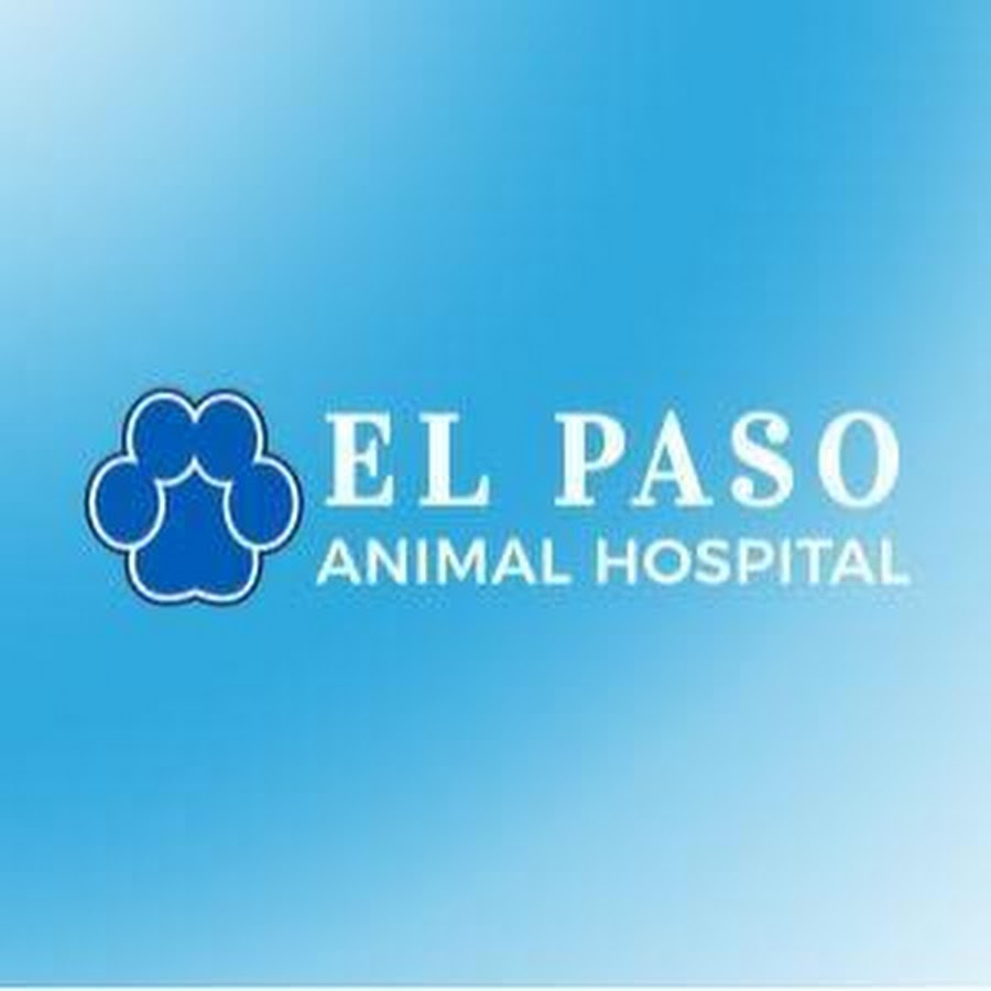 El Paso Animal Hospital YouTube