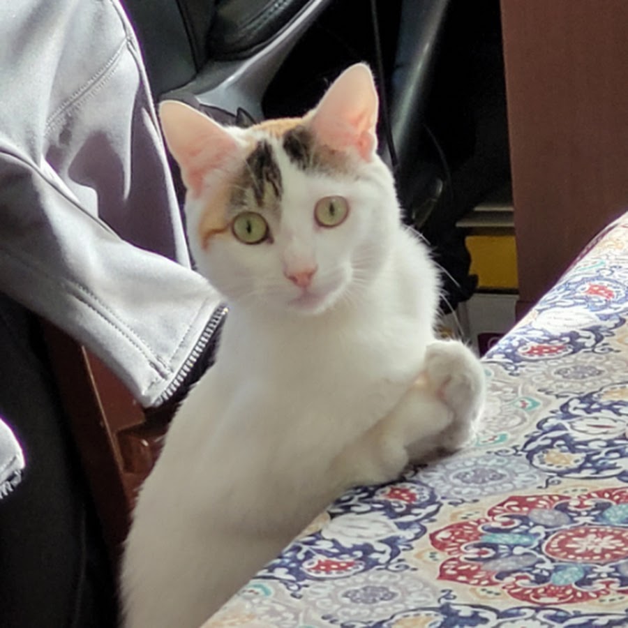 marsha springer - YouTube