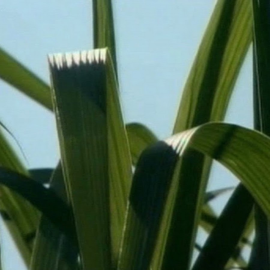 herbasch Naturprodukte - YouTube