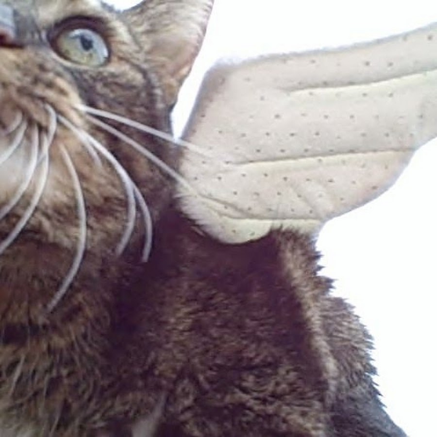 KITTYKITTYBO YouTube