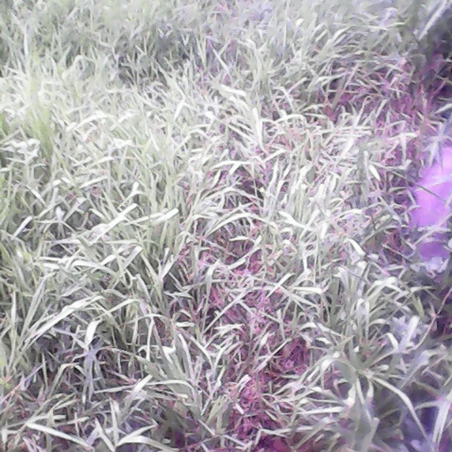 Clear Clear - YouTube