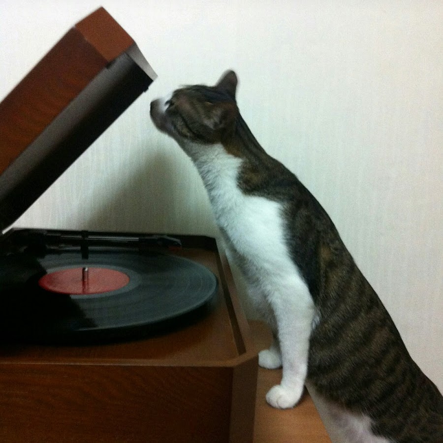Catsrang - YouTube