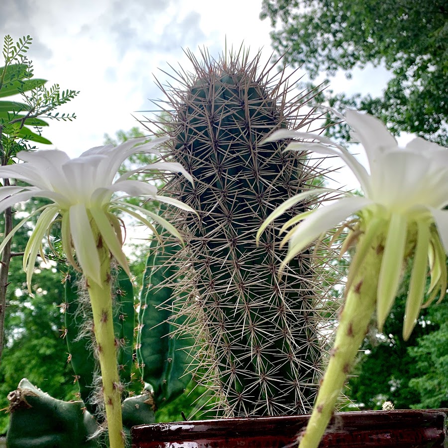 Cactus Zach 