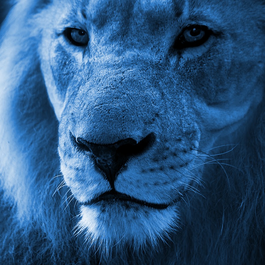Blue Lion YouTube