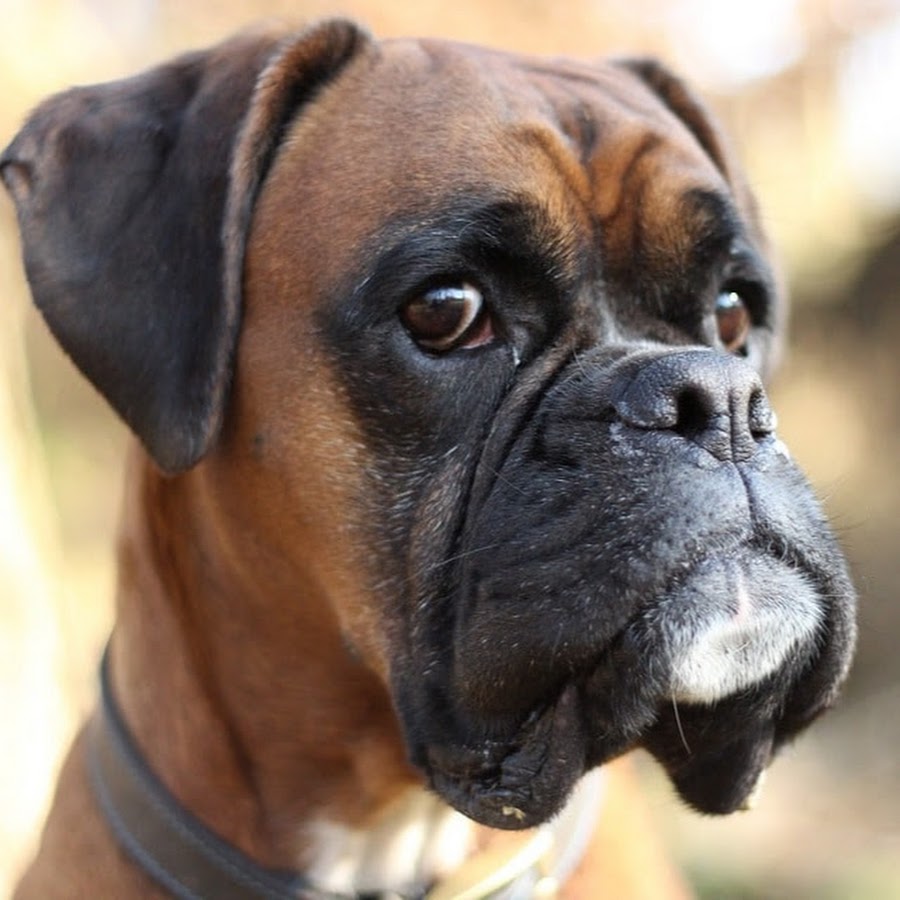 Немецкий боксёр. Боксера это собаку. Боксёр порода собак. Боксёр порода собак. Бульдог немецкий бульдог.
