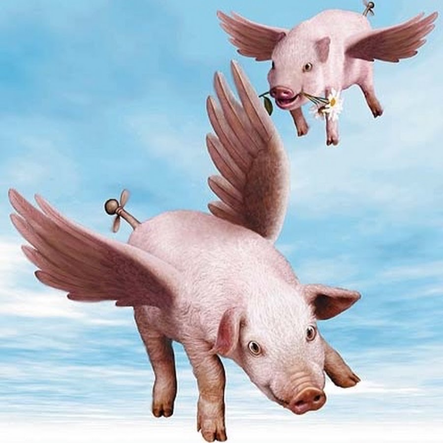 The Flying Pigs Channel.