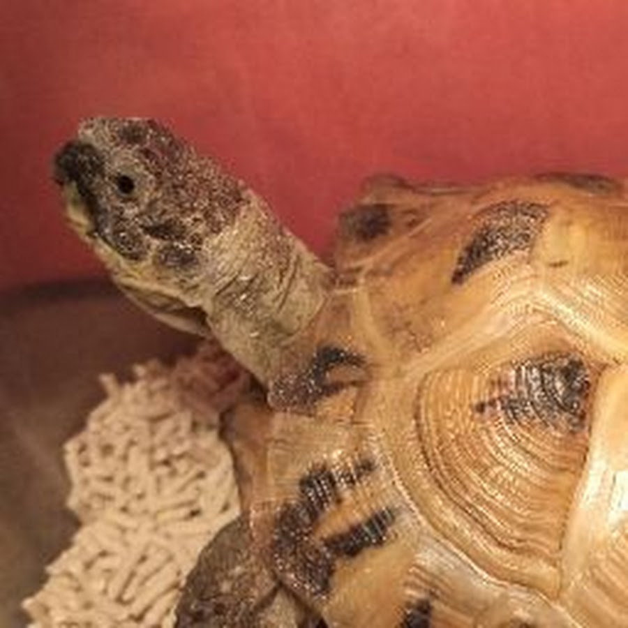 Toy Graffiti - YouTube