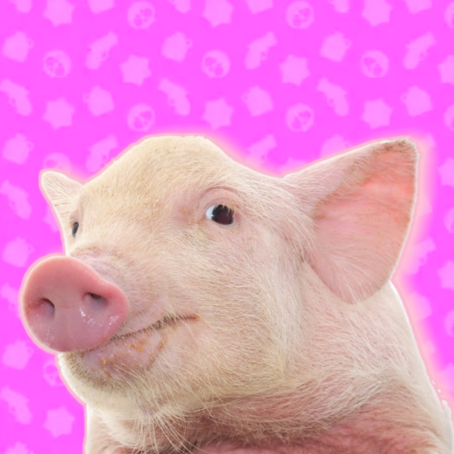 Свинка х. Свинка. Свинка улыбака. Фоточки свинок. Свинка в реальной жизни.
