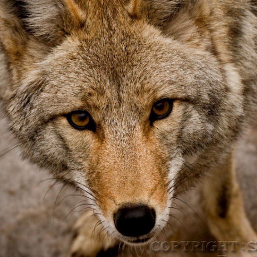 Coyote Documentaries - YouTube