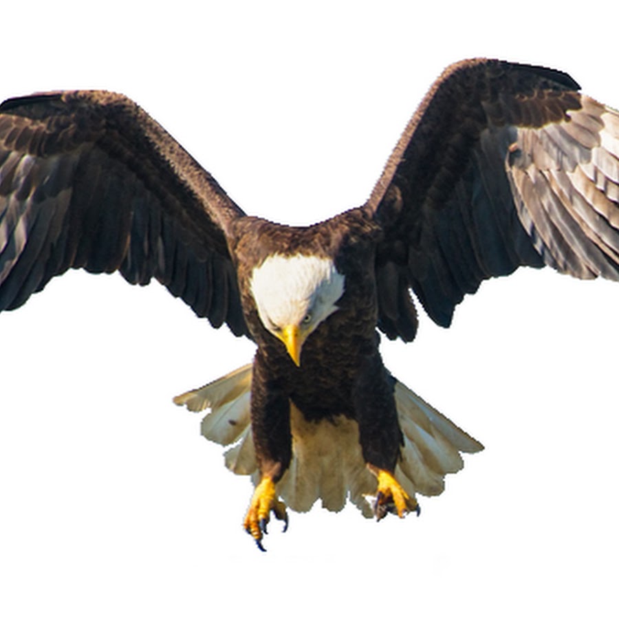 Eagle View Photography, LLC - YouTube